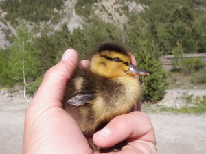 Petit canari